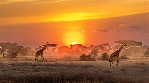 African Safari 4K .